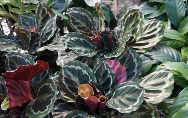 Đuôi công mang lại sự may mắn, tiền tài, thịnh vượng cho gia chủ.