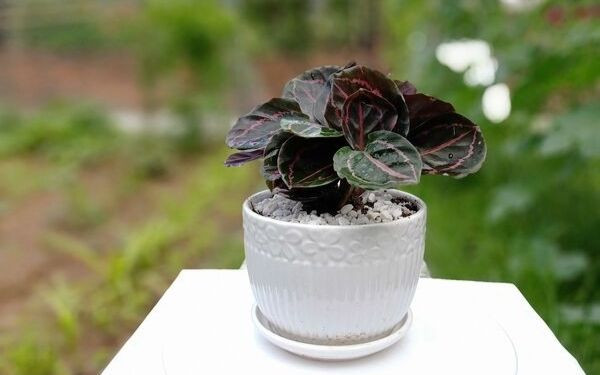 Đuôi công là loại cây thân thảo sống lâu năm, có chiều cao khoảng 25-70cm tùy thuộc vào cách chăm sóc.