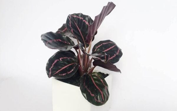 Cây đuôi công không chỉ hợp với một mệnh mà hợp rất nhiều mệnh.