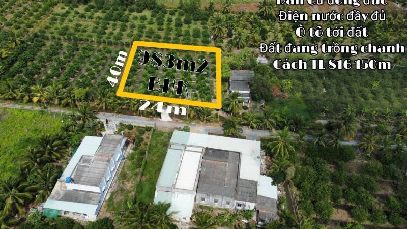 Đất vườn đg ô tô đang trồng chanh kdc đông cách 816 chỉ 150m