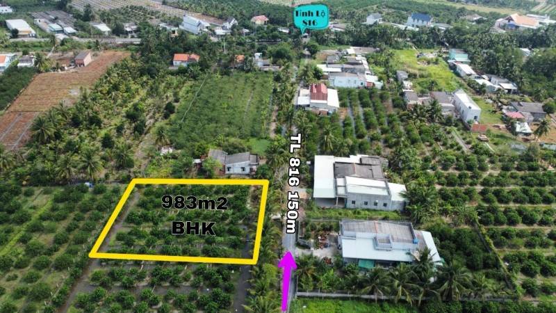 Đất vườn đg ô tô đang trồng chanh kdc đông cách 816 chỉ 150m