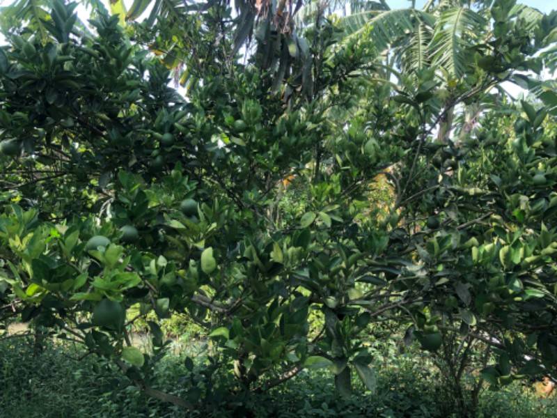 Bán đất vườn đang trồng cam xoàn
