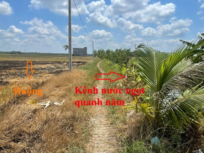 Bán 3820 m2 đất lúa ở ấp 6 xã An Trường, Càng Long
