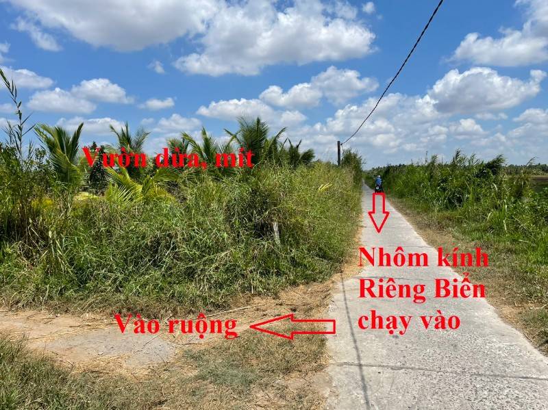 Bán 3820 m2 đất lúa ở ấp 6 xã An Trường, Càng Long