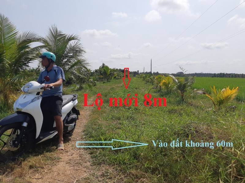 Bán 3820 m2 đất lúa ở ấp 6 xã An Trường, Càng Long