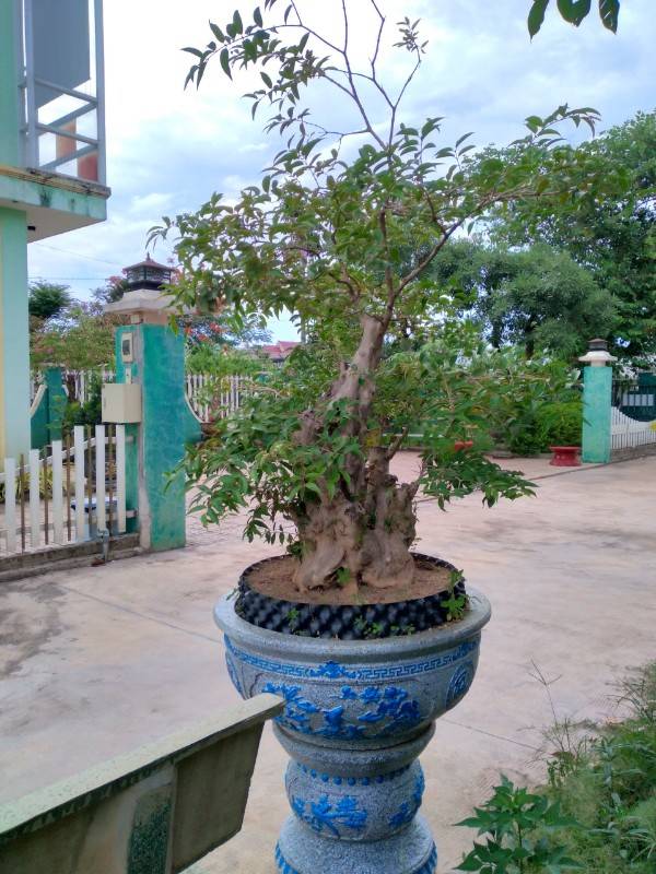 Cho thuê cơ sở Trung tâm Ngoại Ngữ, Mặt Bằng Kinh Doanh (1200m2)
