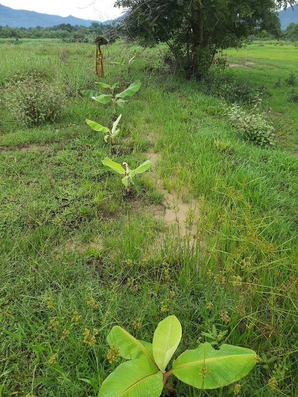 Bán đất trồng cây lâu năm, phú hợp làm trang trại