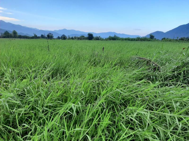 Bán đất trồng cây lâu năm, phú hợp làm trang trại