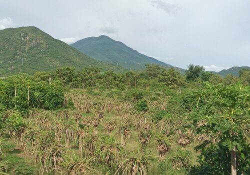 Cần bán lô đất nông nghiệp 15HA tại Mỹ Sơn, huyện Ninh Sơn, Ninh Thuận
