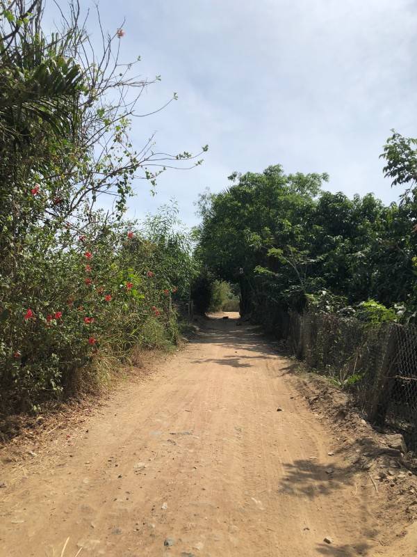 ĐẤT XUÂN HÒA, CÁCH NHỰA SÓC BA BUÔNG 100M, TRỒNG TRÀM, THANH LONG, RẺ