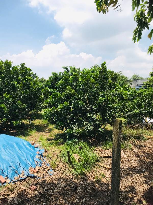 Kẹt vốn bán gấp 1055m2 giá 490 triệu ngay Bàu Bàng, sổ riêng