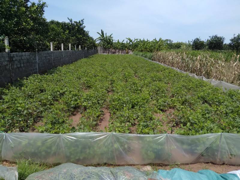 Bán 312 mét đất nông nghiệp tại Sài Sơn Quốc Oai