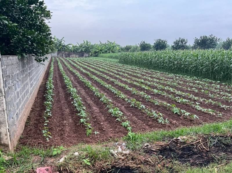Bán 312 mét đất nông nghiệp tại Sài Sơn Quốc Oai