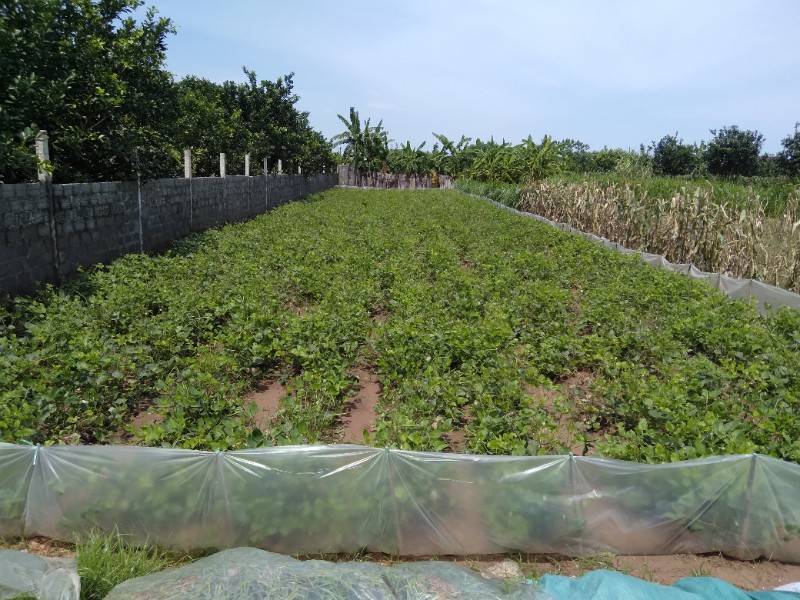 Bán 312 mét đất nông nghiệp tại Sài Sơn Quốc Oai