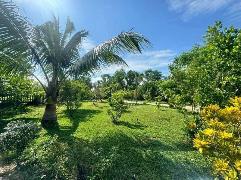 Bán nhà vườn nghỉ dưỡng 1345m2 view sông đủ loại cây trái giá hời