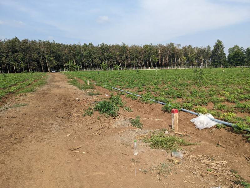 Bán 1000m2 đất siêu đẹp, giá siêu rẻ ngay tại An Cơ - Tây Ninh đầu tư