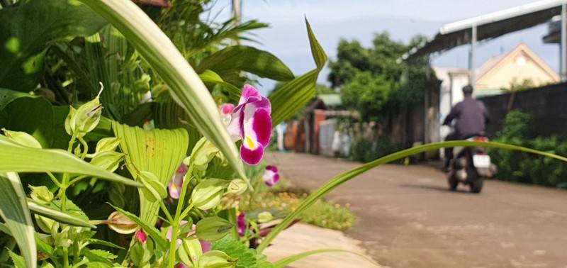 Nhà cấp 4 hẻm 2 ô tô đường Nguyễn Phúc Chu gần ngay chợ và công viên