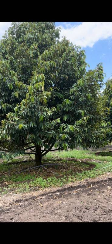 bán 3100m2 đất minh hoà, vườn sầu riêng, đường nhựa 32m, đã có sổ hồng