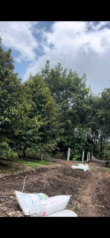 bán 3100m2 đất minh hoà, vườn sầu riêng, đường nhựa 32m, đã có sổ hồng