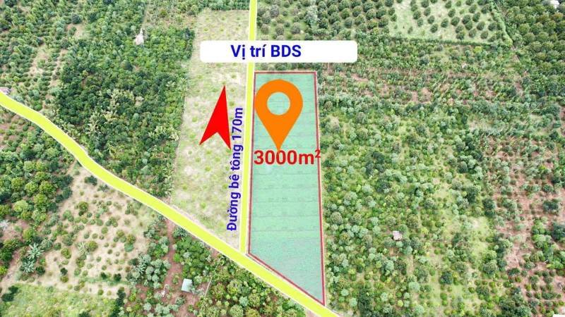 3 sào đất trồng Full Sầu riêng năm 3 tại Đạt Lý, Buôn Ma Thuột,Đắk Lak