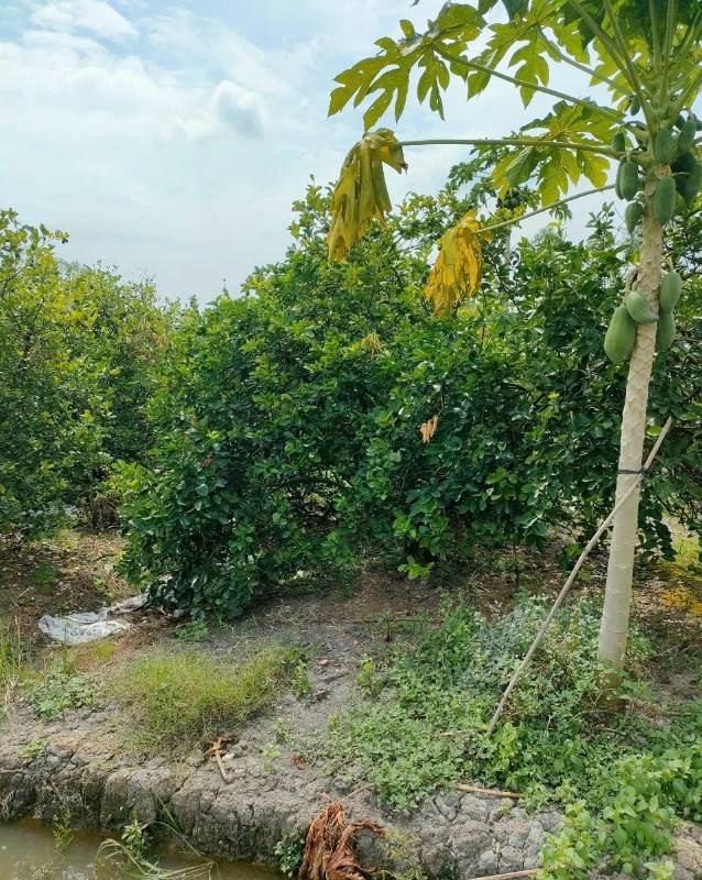 1000m2 đất đã có sổ hồng riêng sẵn