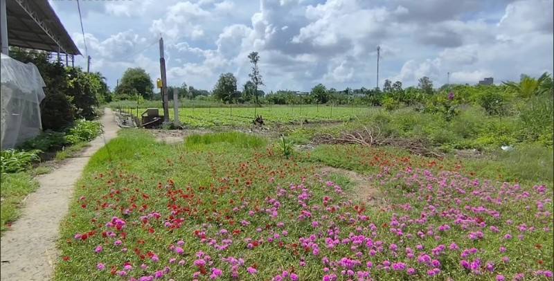 Bán đất vườn (35 x 57m) đan xe máy xã Tân Đông gần đường Mạc Văn Thành