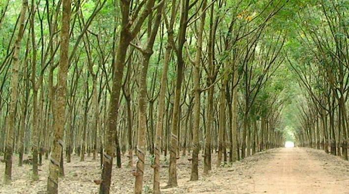 Bán khu đất vườn cao su hơn 29ha xã Suối Ngô, huyện Tân Châu, Tây Ninh