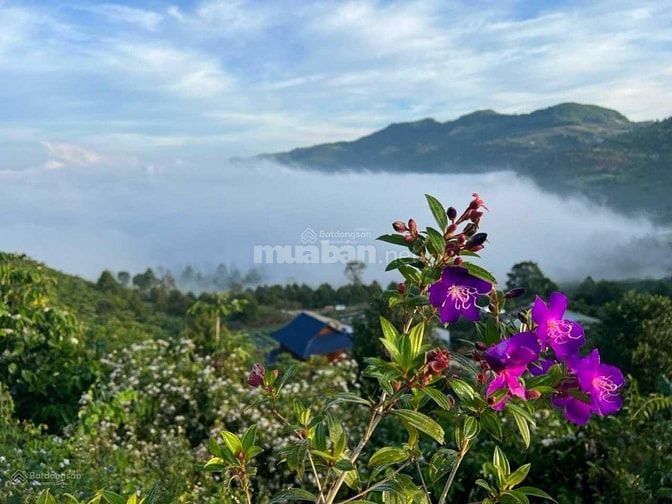Đất Bảo Lộc - Cộng đồng 28 căn nhà gỗ đầu tiên tại Thành phố Bảo Lộc