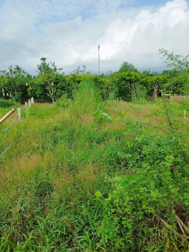 #170 || 450trSở Hữu Nền đẹp, Thị Trấn Phong Điền, Cách Chợ PĐ chỉ 1,1km.