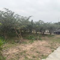 ĐẤT NỀN CHŨ BẮC NINH GIÁ 380 TRIỆU  400M2  ĐƯỜNG Ô TÔ  Nguyễn Hùng BĐS - 0989333012