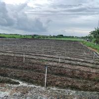 Bán gấp đất nền thổ cư Bà Lẫy Sổ sẵn công chứng ngay