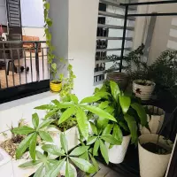 Bán nhà đường số 9, Phường Trường Thọ, Thủ Đức, TP HCM. DT 60m2, 2 lầu. Giá 4.5 tỷ, Sổ hồng