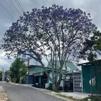 ĐẤT ĐẸP GIÁ TỐT – VUÔNG VỨC GẦN KHU THỂ THAO ĐÀ LẠT
Vị trí: Đường Cao Bá Quát – P6 cũ – Đà Lạt