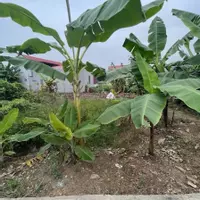 Bán đất 55m2 Tràng Duệ An Dương Hải Phòng