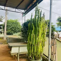HẠ GIÁ CHỐT GẤP – BÁN NHÀ ĐẤT 2 MẶT TIỀN KINH DOANH ĐẮC ĐỊA TẠI ĐƠN DƯƠNG