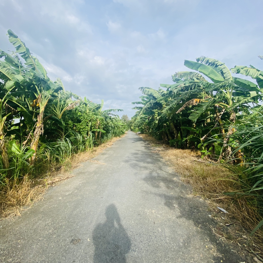 #154 ||630tr (CG) Nền 135,5m2 Thổ Cư, Lộ Vàm Bi, Trường Long, Phong Điền.
