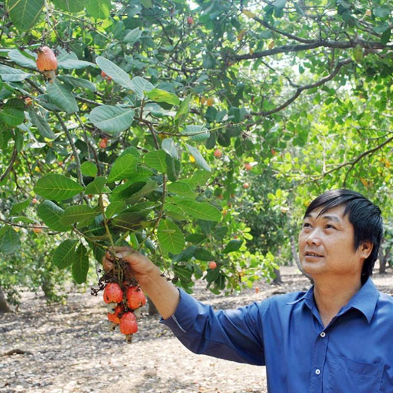 Vườn Xoài Cam Lâm 7,5ha có suối , Cách Biển Bãi Dài 9km, Giá rẻ 33k/m2