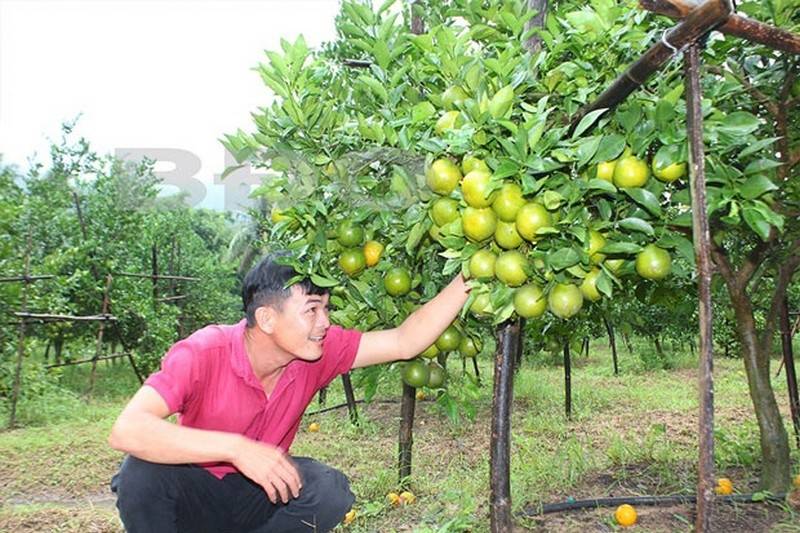 Vườn Xoài Cam Lâm 7,5ha có suối , Cách Biển Bãi Dài 9km, Giá rẻ 33k/m2