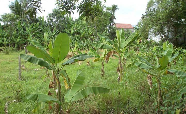 Vườn Xoài Cam Lâm 7,5ha có suối , Cách Biển Bãi Dài 9km, Giá rẻ 33k/m2