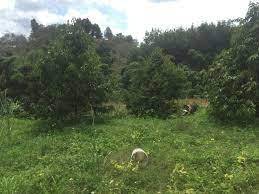 Vườn Xoài Cam Lâm 7,5ha có suối , Cách Biển Bãi Dài 9km, Giá rẻ 33k/m2