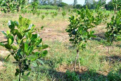 Vườn Xoài Cam Lâm 7,5ha có suối , Cách Biển Bãi Dài 9km, Giá rẻ 33k/m2