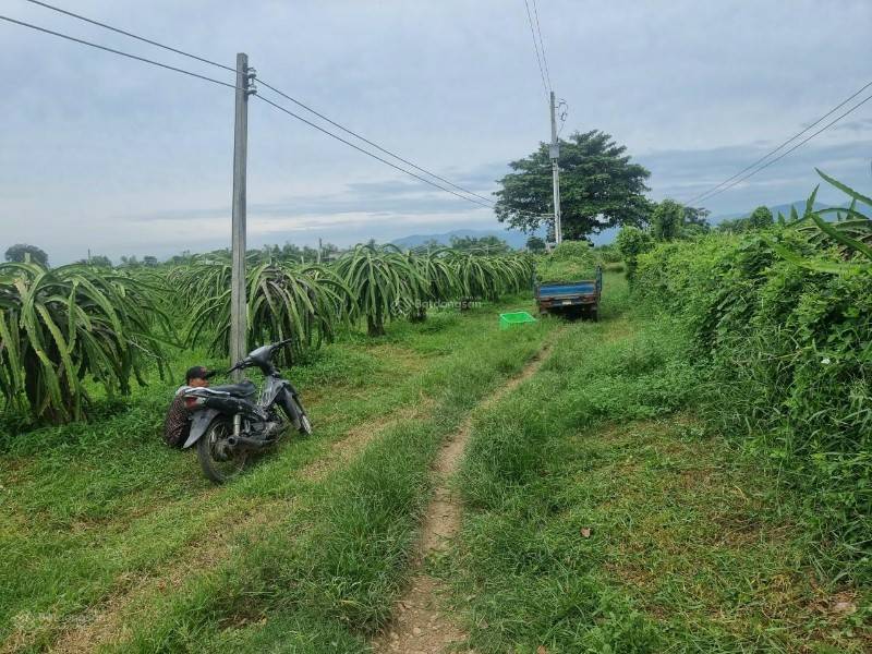 Hàng đẹp chính chủ QL1A, đường 8m, ngộp 150k/m2