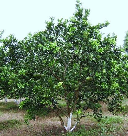 bán vườn nhà 3000m2 , có vườn, 450tr có sổ hồng riêng,