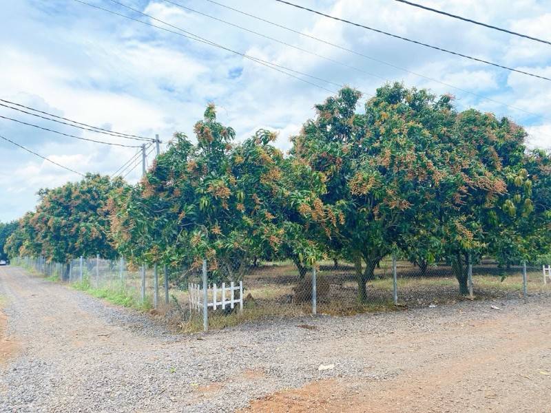 850triệu có ngay 1000m2 vườn xòai đang thu hoạch,mặt tiền đường lớn.