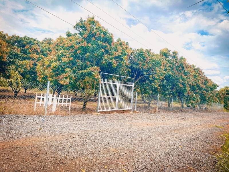 850triệu có ngay 1000m2 vườn xòai đang thu hoạch,mặt tiền đường lớn.