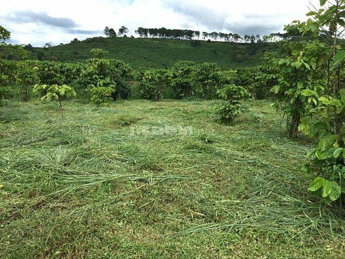 Nhượng 3876m2 đất xã Lộc Ngãi, Bảo Lâm Lâm Đồng, sau hành chính huyện