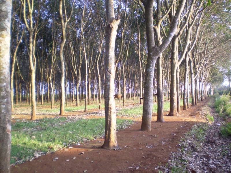 Không người trông coi, cần Cho thuê tổ hợp sản xuất/kinh doanh/trại